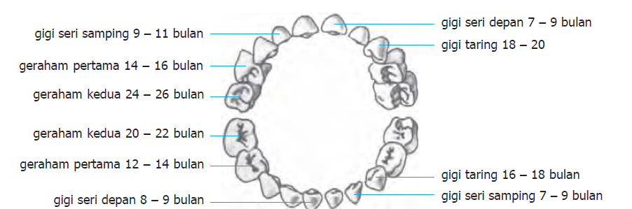 Gigi Rumus Gigi Dan Bagian Bagiannya Ilmu Sosial