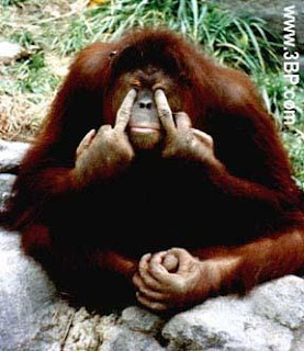 monkey.jpg