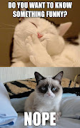 Oh Tard! do you want to know something funny nope tard the grumpy cat meme
