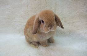 mini holland lop