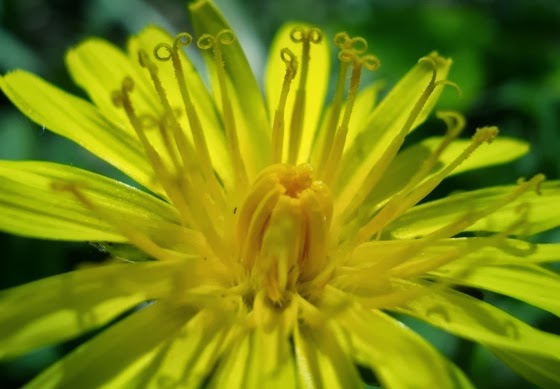 Dandelion!