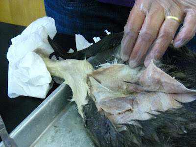 Kitty Cadaver: Cat Muscles - calcaneal tendon ("Achilles tendon")