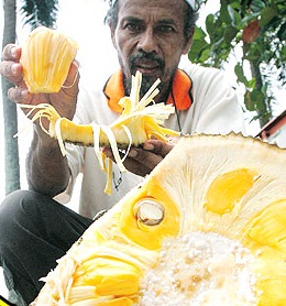 Nangka Mastura