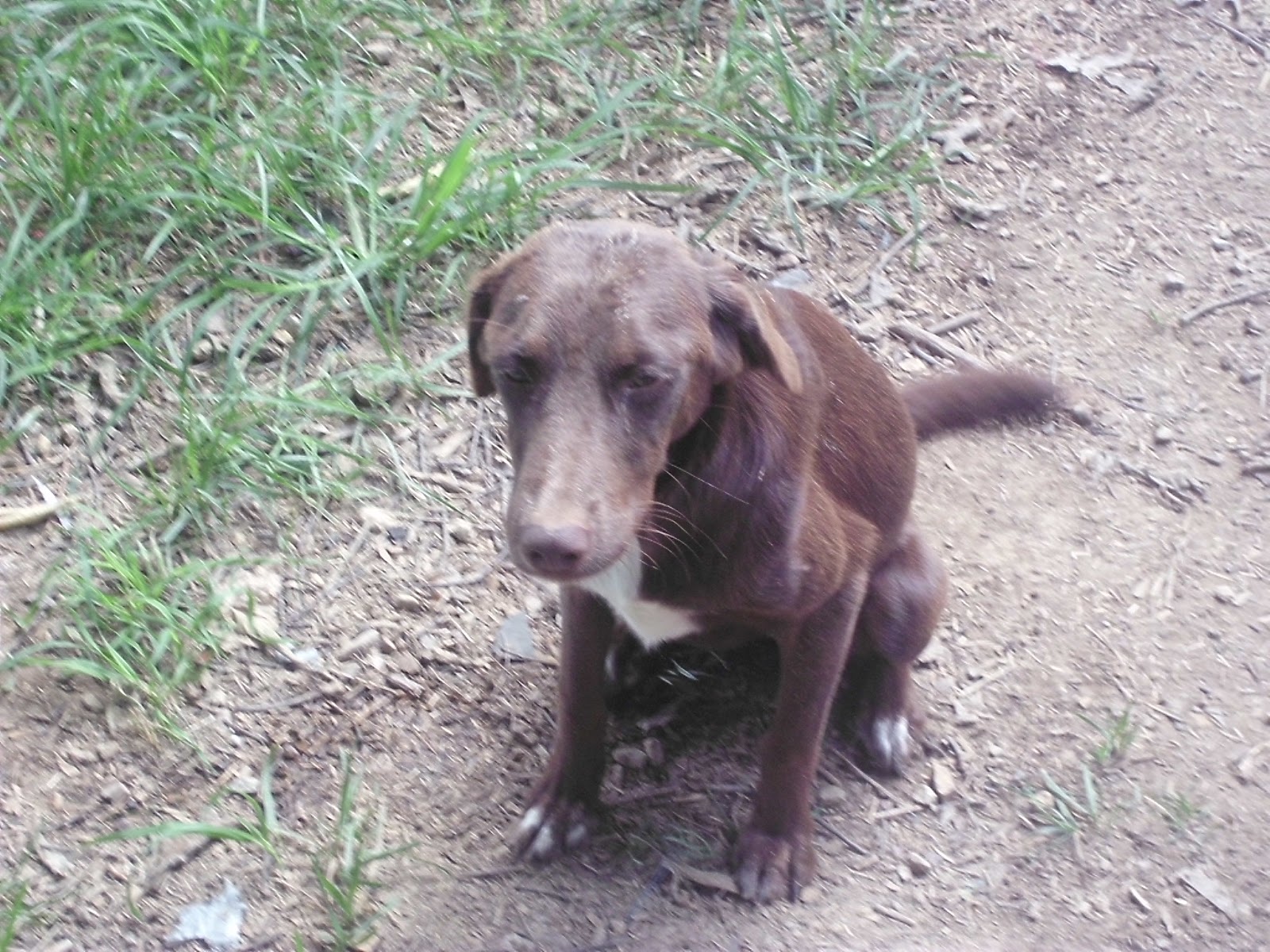 Hearts to the Rescue PLEASE READ...UPDATE....WESTPOINT, TN Dogs