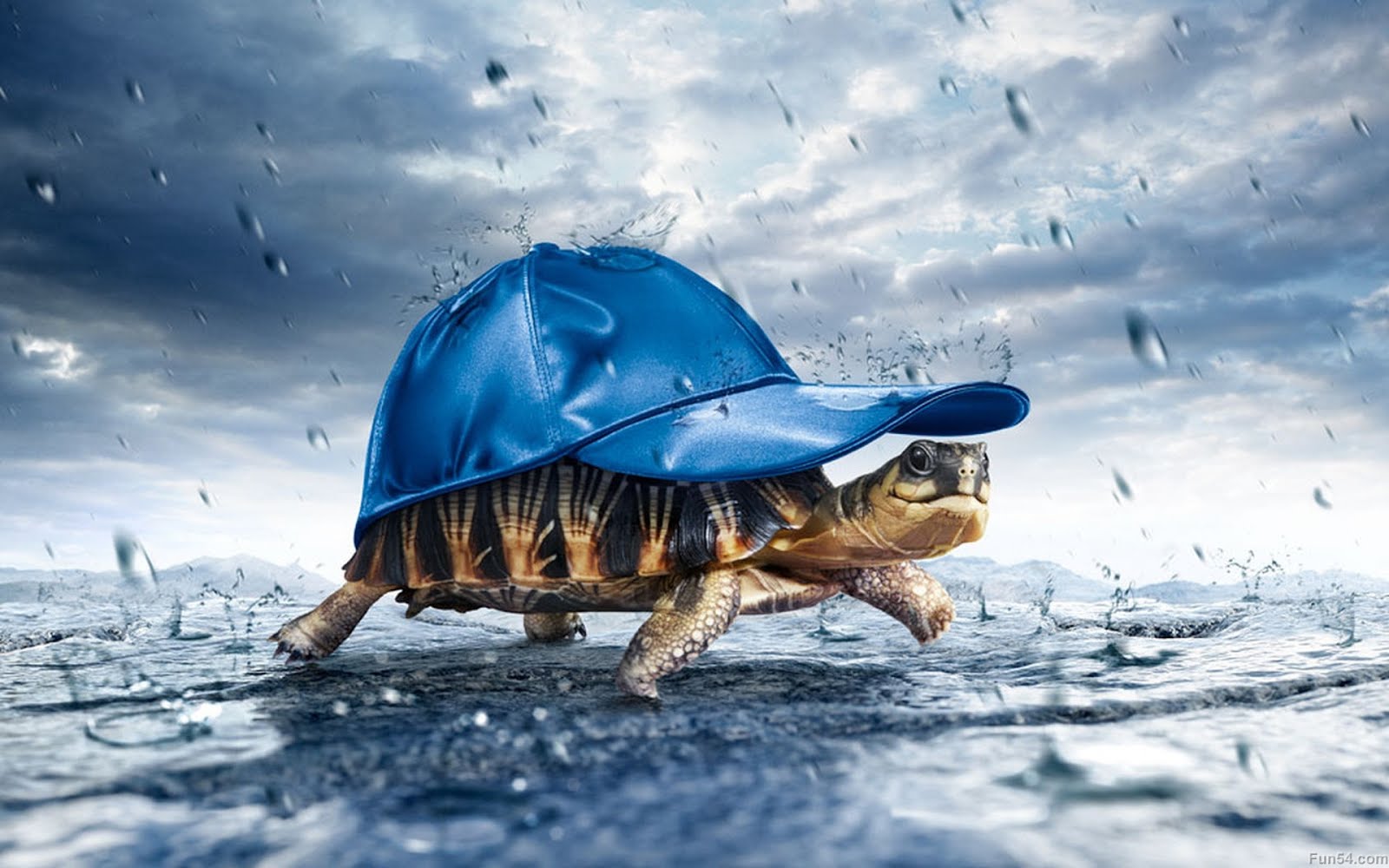 The Art of Beautiful Multi Color Tortoise Wearing Blue Cap