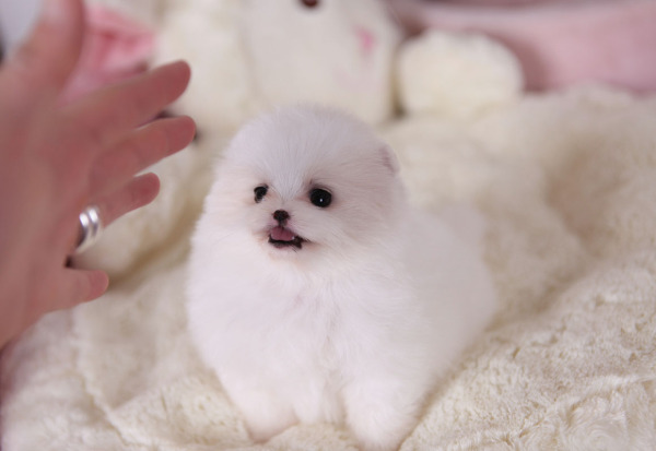 white pomeranian blue white pomeranian with blue white pomeranian blue white pomeranian with blue