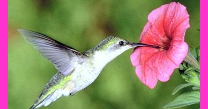 ORACIÓN A LA CHUPARROSA PARA ENAMORAR Y ATRAER AL SER AMADO SANTERIA