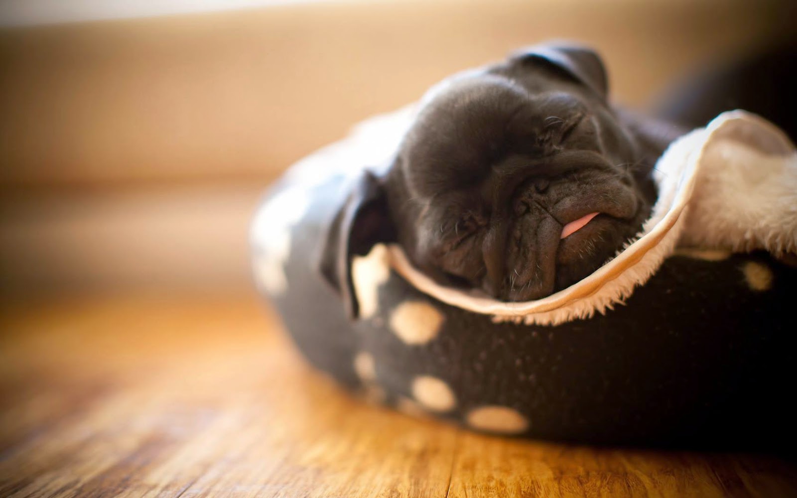 Funny Dogs Sleeping Styles Funny Collection World