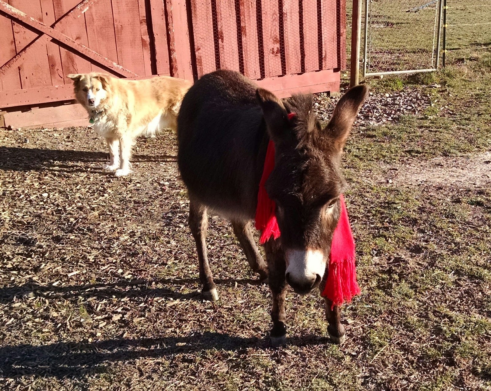 Our Tiny Farm in Western NC Pictures of Our MiniDonkeys