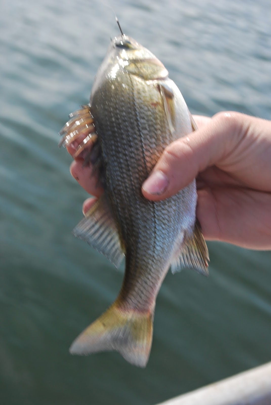 Litton's Fishing Lines Smallmouth Bass Feeding Spree before