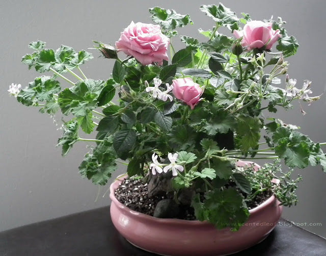  Pink Scented table centerpiece, minigarden with mini-roses and nutmeg scented pelargonium