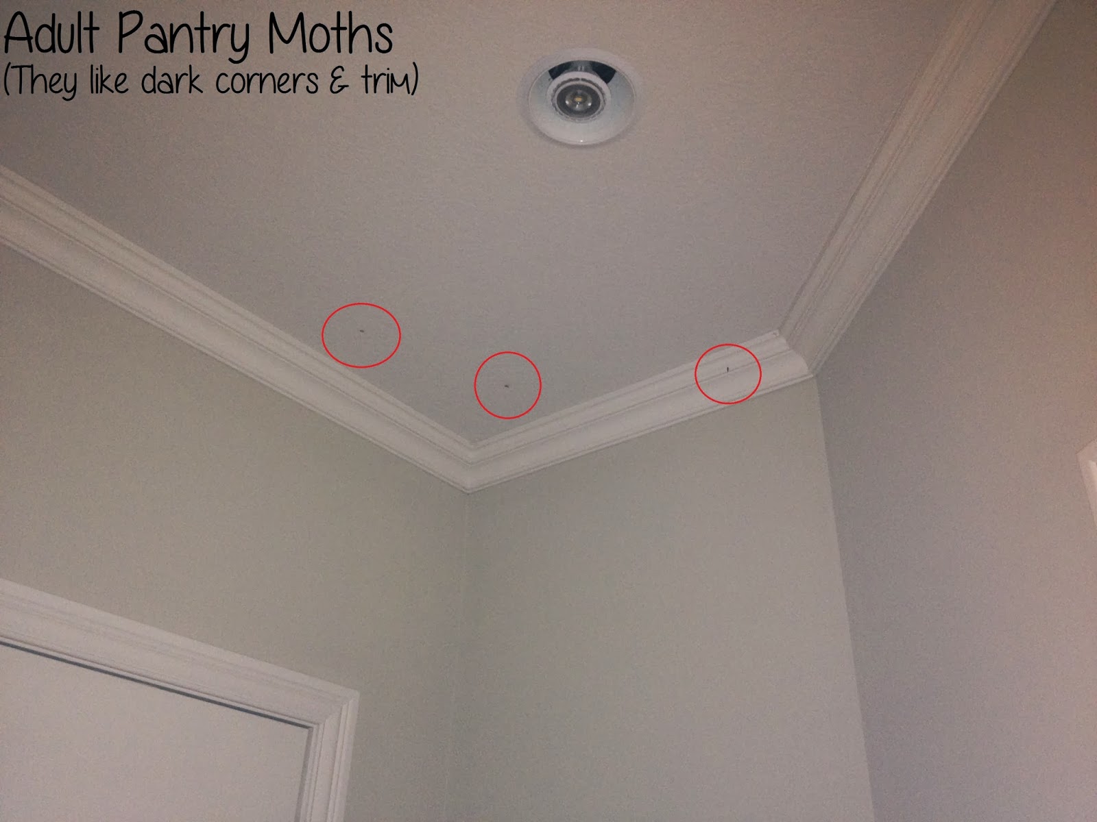 How to Get Rid of Pantry Moths in Your Kitchen Naturally