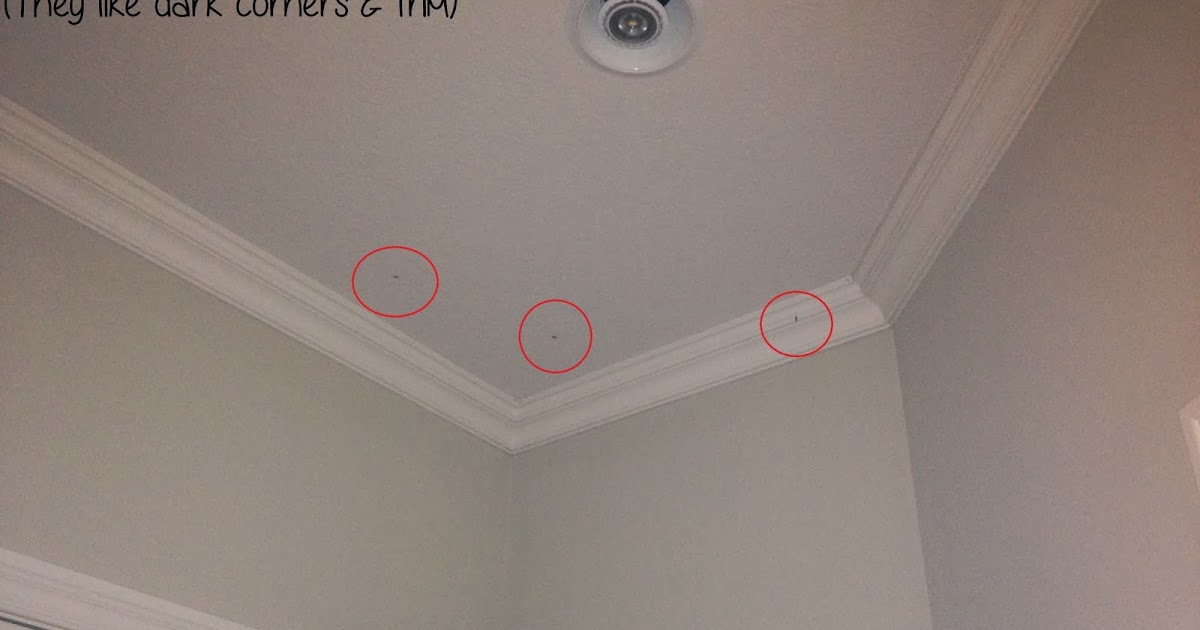 Beauty And The Budget How To Get Rid Of Pantry Moths Solutions