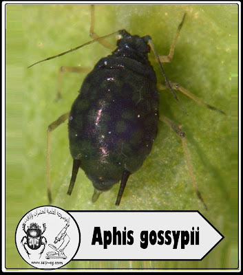 حشرة المَنّ Aphid الوصف المورفولوجي العام ودورة الحياة والمكافحة حشرة المَنّ Aphid الوصف المورفولوجي العام ودورة الحياة والمكافحة
