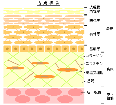 肌 に対する画像結果