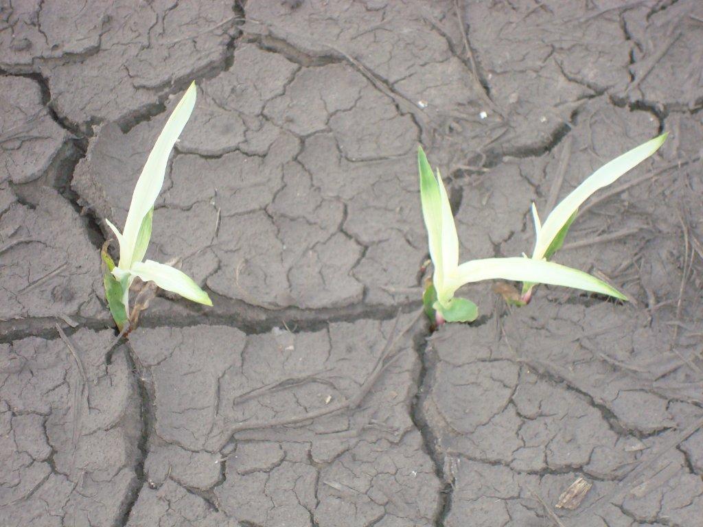 University of Illinois Plant Clinic Everyone is Talking about Corn