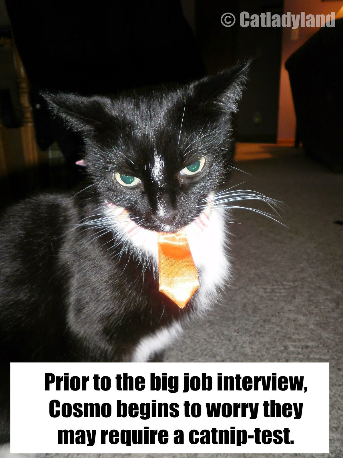 Catladyland Cats are Funny Cosmo's Worries About Drug Tests