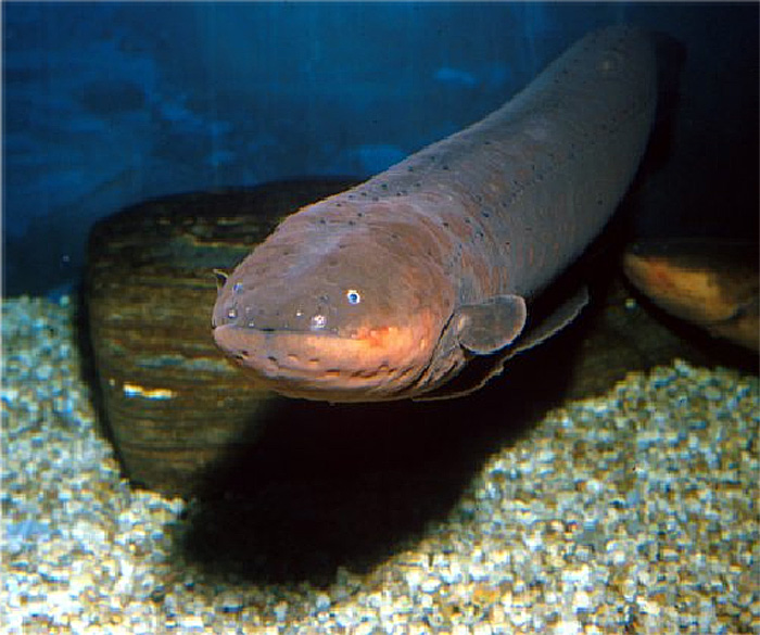eel pics