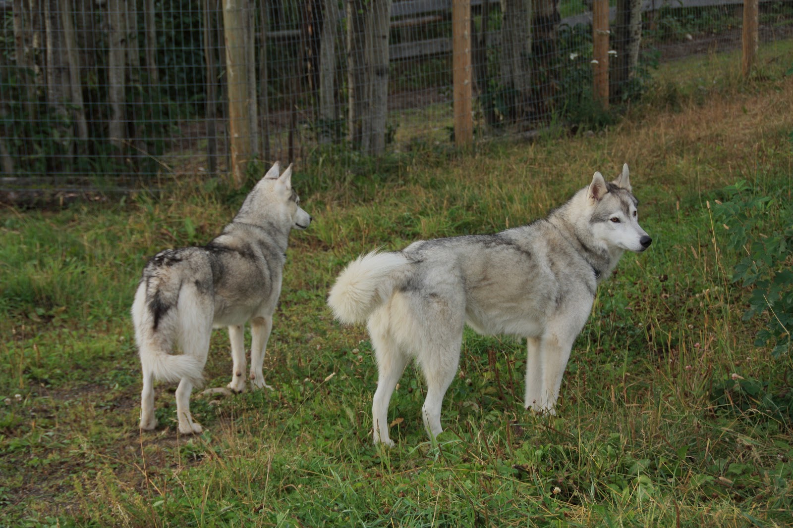 DavietheDog House, Horse and Husky Sitting