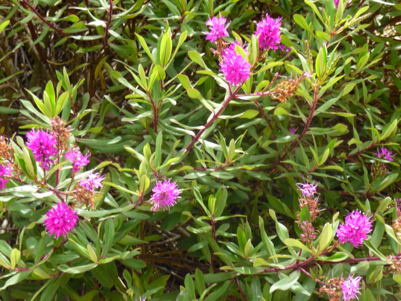Mexican Orange Blossom Choisya Ternata The Garden Of Eaden