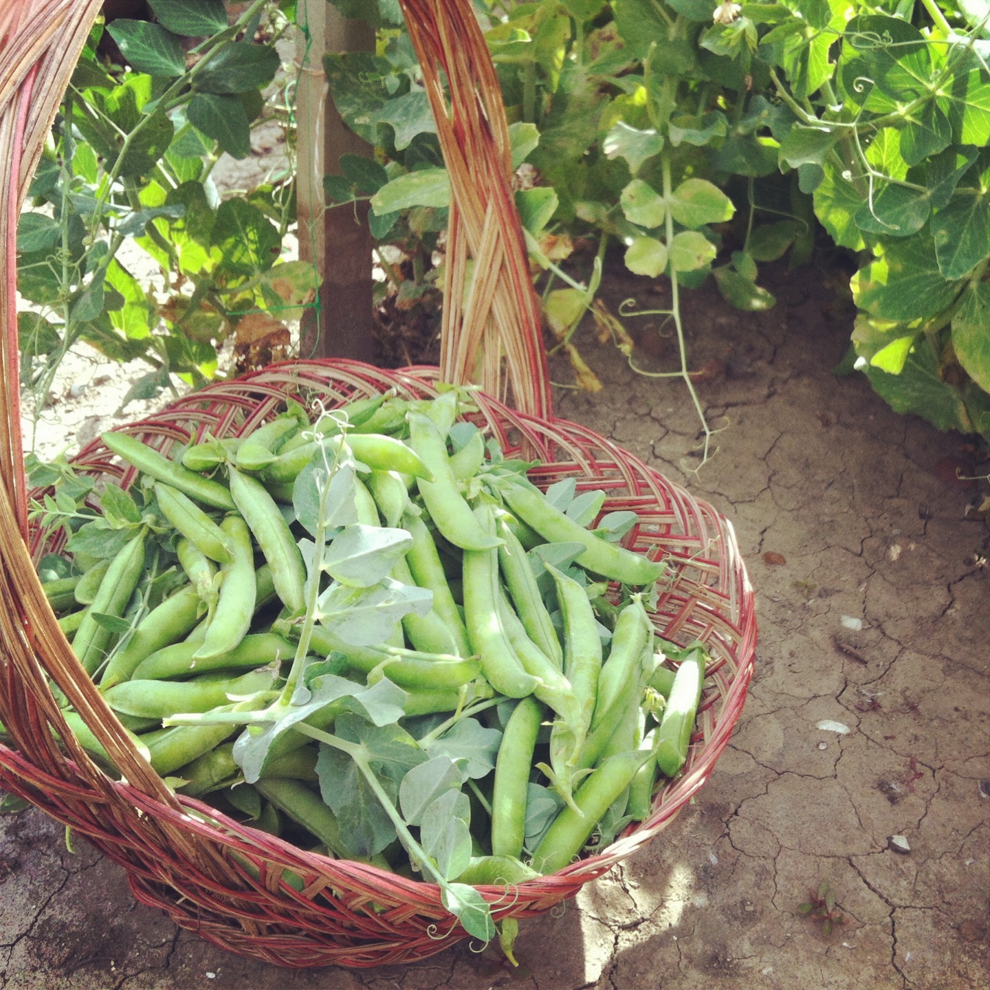 the farmgirl diaries Grow