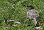 Greater Sage-Grouse (mother + 1)