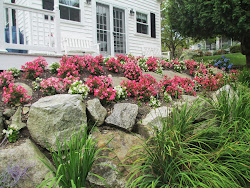 Begonias Take the Place of Impatience