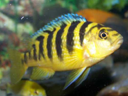 Female Bumblebee Cichlid