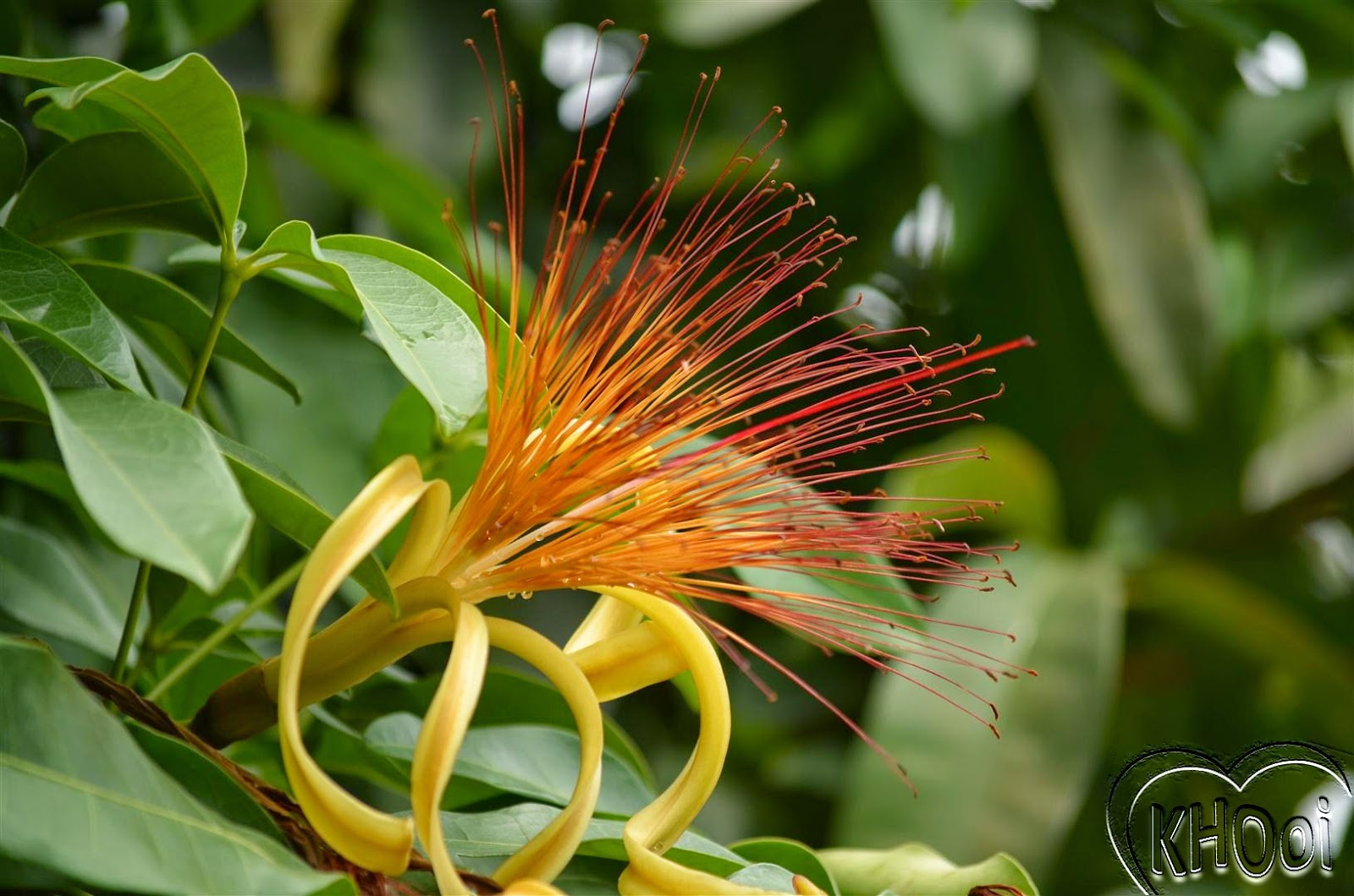 花卉库 马拉巴栗