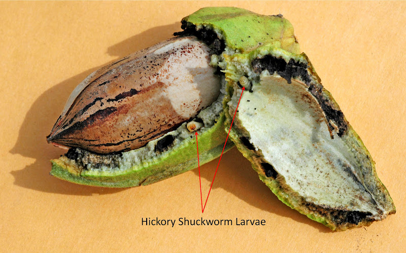Northern Pecans Hickory shuckworm