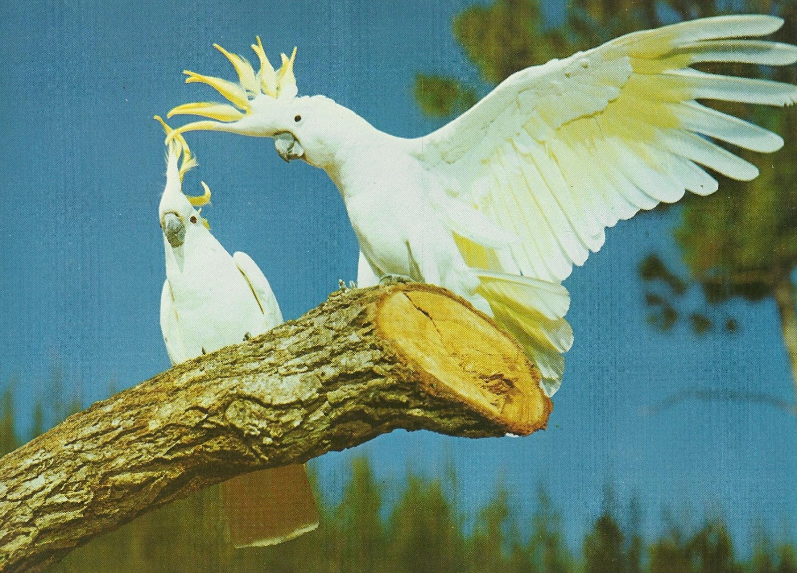Vintage Travel Postcards: Parrot Jungle - Miami, Florida