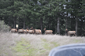 Grizzly Mountain Elk