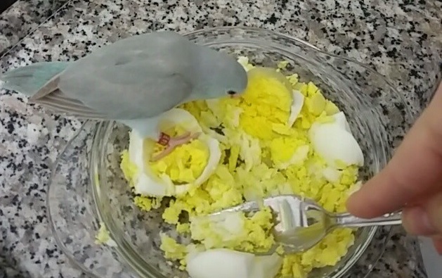 Forpus Papagani Evcillestirme Egitimi Kus Muhabbeti