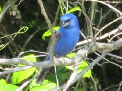 North American Wildlife News: North American Blue Songbird Identification