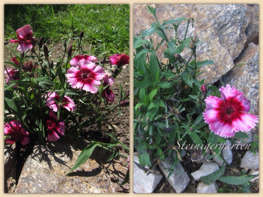 Neuer Gartentraum Sonnenhut Sonnenbraut Und Andere Sonnenanbeter