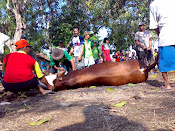 qurban 2013