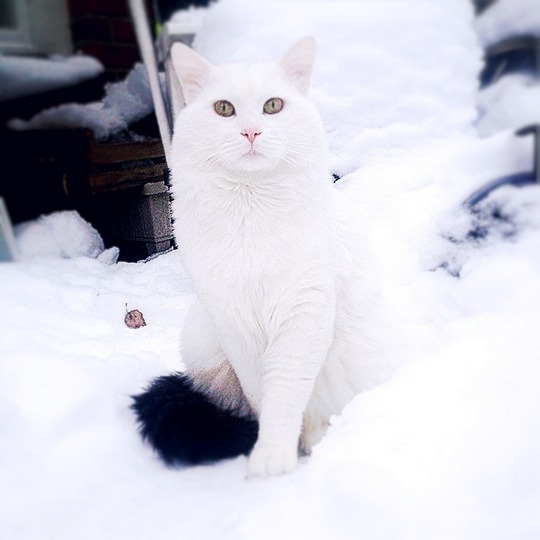 Cat from Bålsta, Sweden