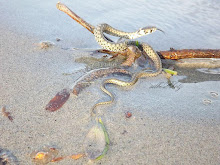 theme photos: Snake in the Danube