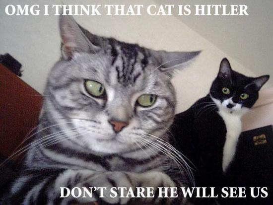 [Image: OMG+Hitler+cat.jpg]