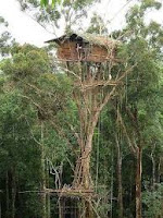 korowai tribe different trees papua tree houses
