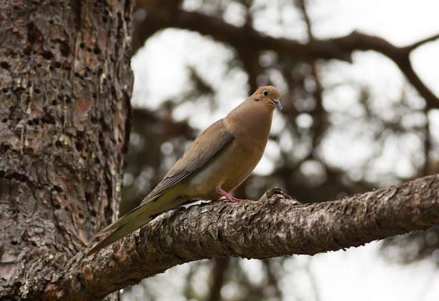 Mourning Dove - Central Park, New York