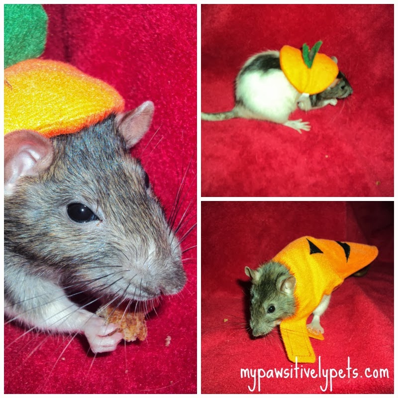 Halloween Costume Ideas for Small Pets Pawsitively Pets