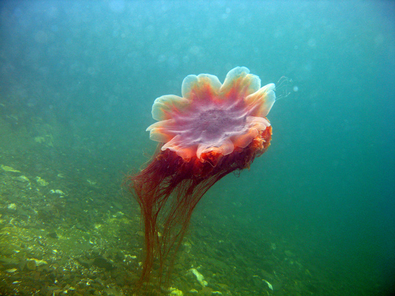 lions mane jellyfish animal unique lion s mane jellyfish size