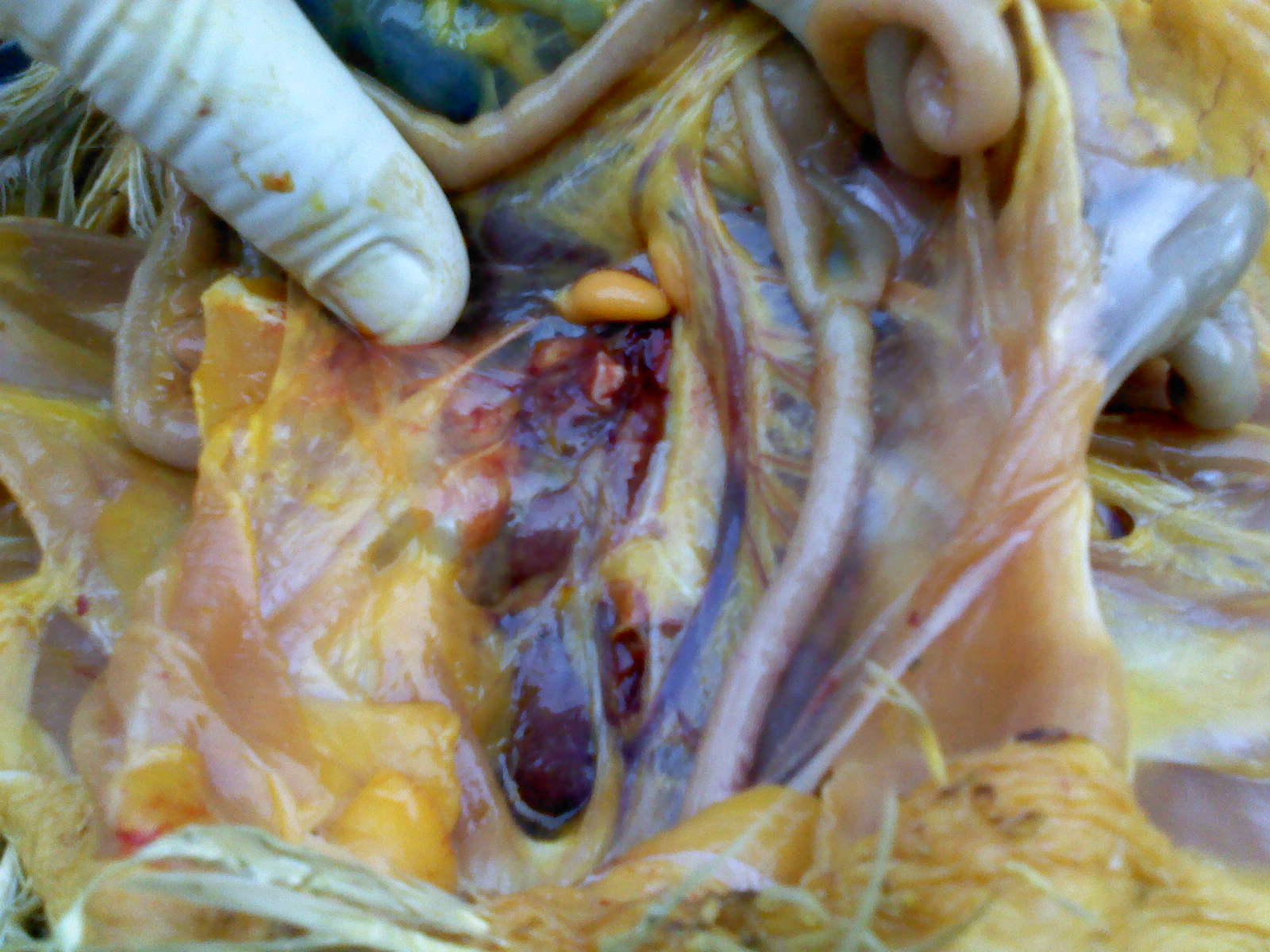 FMVZ-UAGroave: Técnica de Necropsia