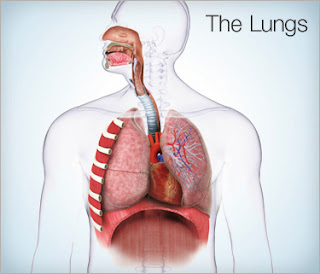 Respiratory Problems Respiratory Diseases