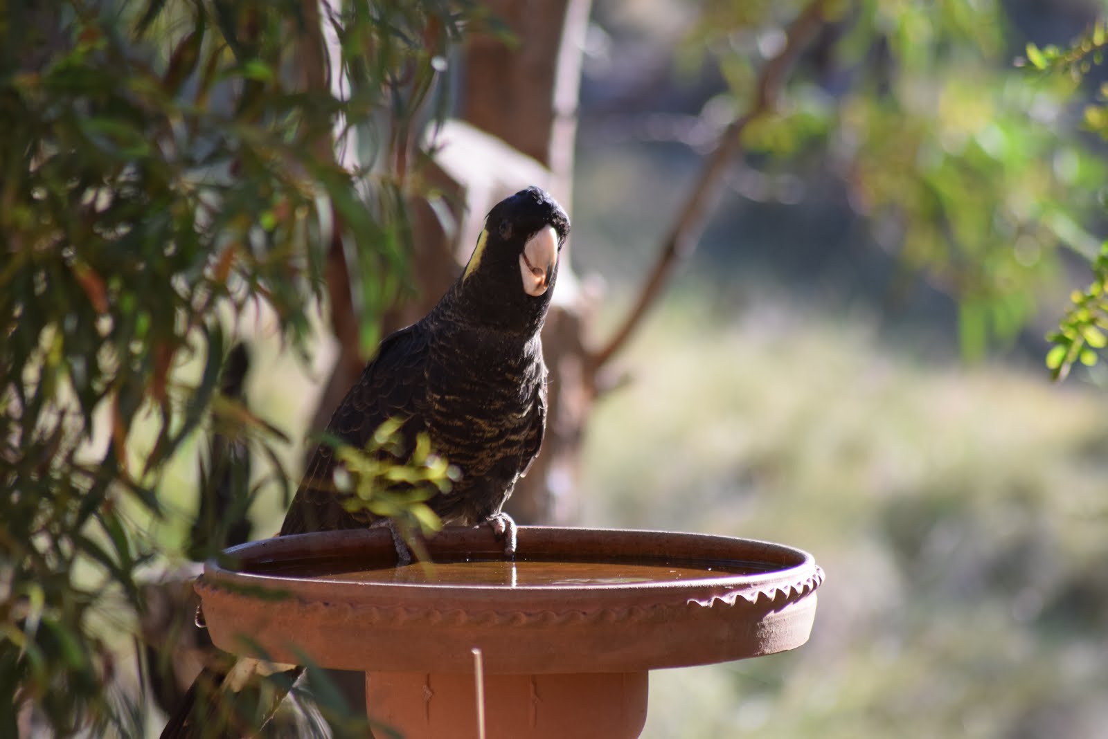 Yellow-tailed black cockatoo