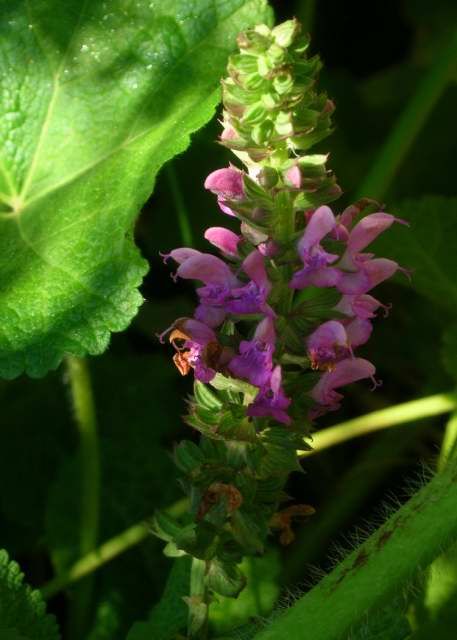 Roses Du Jardin Cheneland Buddleia Florence