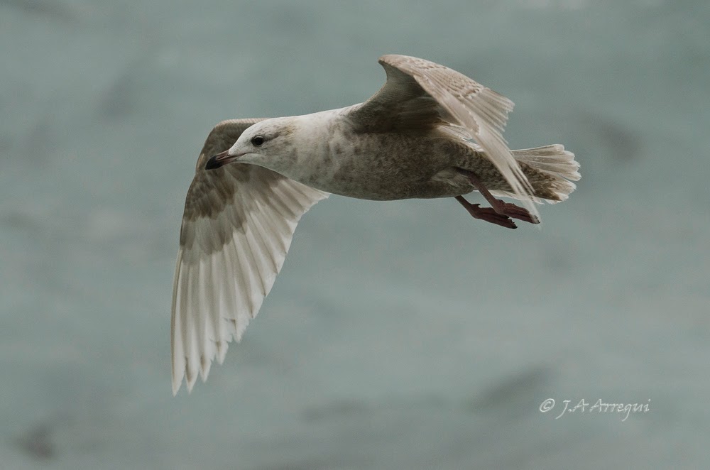 Gaviota groenlandesa, Larus galucoides kumlieni, Kumlien´s gull Gaviota groenlandesa, Larus galucoides kumlieni, Kumlien´s gull
