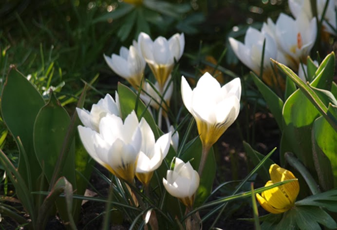 Botaniske krokus giver oplevelse til haven i marts
