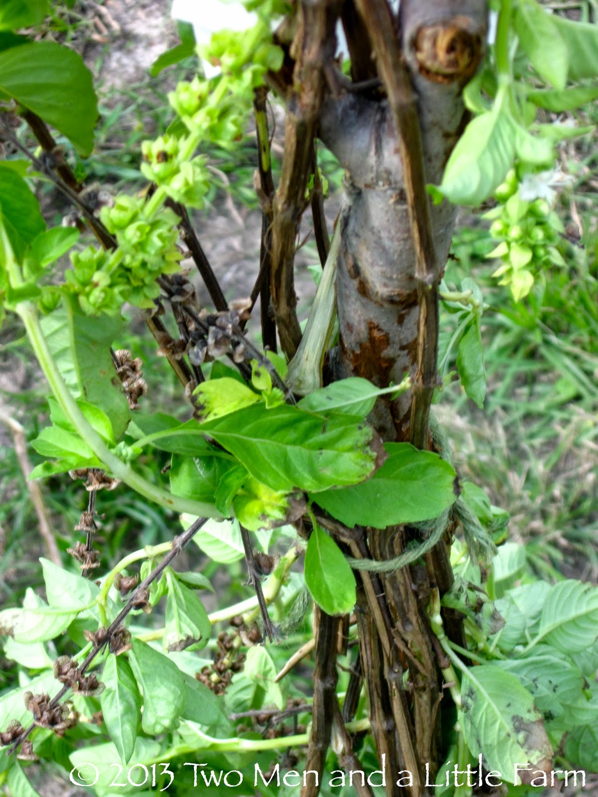 Two Men and a Little Farm SOMETHING IS EATING THE BARK ON THE FRUIT TREES